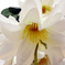искусственные цветы георгины цвета белый 6