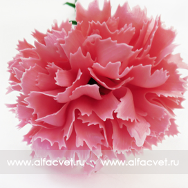 искусственные цветы гвоздика пласт цвета розовый 5