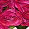 искусственные цветы розы цвета бордовый 61
